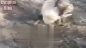 КАНГАЛ Против Волков. КАНГАЛ В ДЕЛЕ! Часть 2