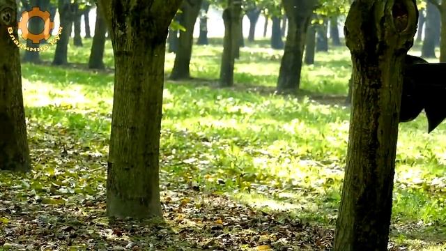 Удивительные машины для сбора урожая плодовых деревьев смотреть онлайн