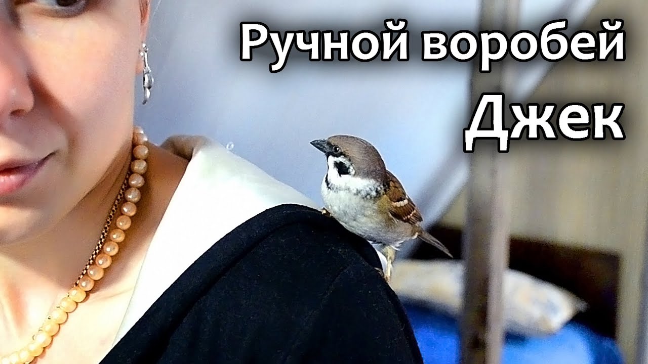 Ручной воробей / Домашний воробей