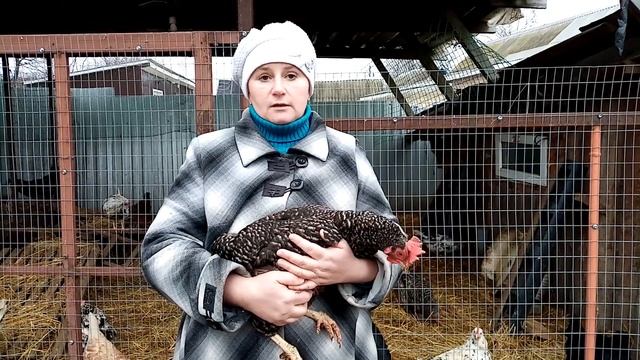 Куры ДОМИНАНТ - лучший выбор птицевода. Вся правда о доминантах. смотреть онлайн