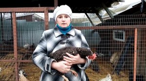 Куры ДОМИНАНТ - лучший выбор птицевода. Вся правда о доминантах.