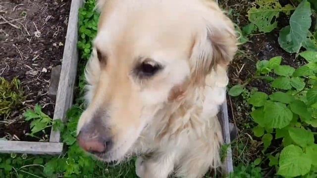 Обрезка клубники смотреть онлайн