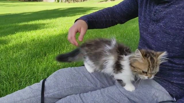 МАНЧКИН - ИНТЕРЕСНЫЕ ФАКТЫ О ПОРОДЕ