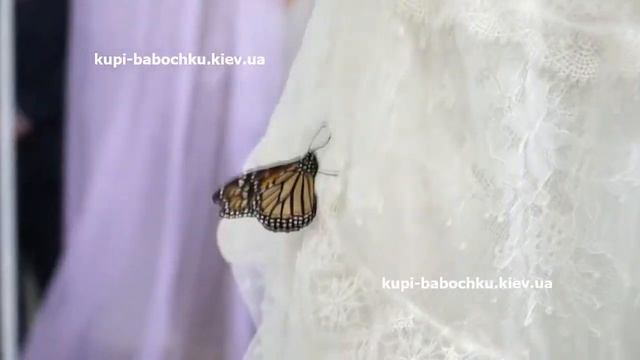 Салют из бабочек на свадьбу смотреть онлайн