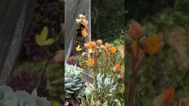 Echeveria Purpusorum flowers and the bee | Pollinating Urbinia succulent plant | #shorts смотреть онлайн