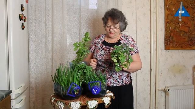 Как вырастить зеленый лук дома в пластиковой бутылке смотреть онлайн