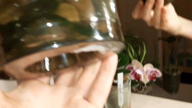 Мох животворящий! Борода корней у антуриума с нуля! "Гюльчатай" открыла личико?#orchidsroot#антуриу смотреть онлайн