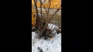 весенняя обрезка красной смородины