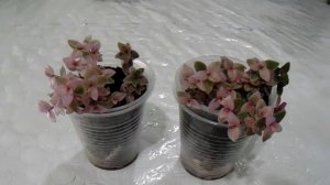 Коллизия розовая.  Размножение черенками.  Цветение спатифилума.