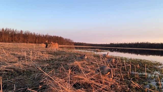 РУС/ ENG Охота на уток в Якутии / Сааскы кус кэмэ 2022: Үүтээн олоҕо. Чуумпу түүн | Гусиная пора смотреть онлайн