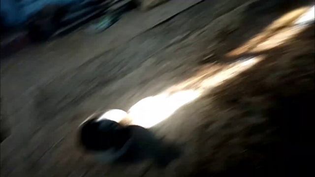 У нас радостная новость /Приют для собак г. Ефремов смотреть онлайн