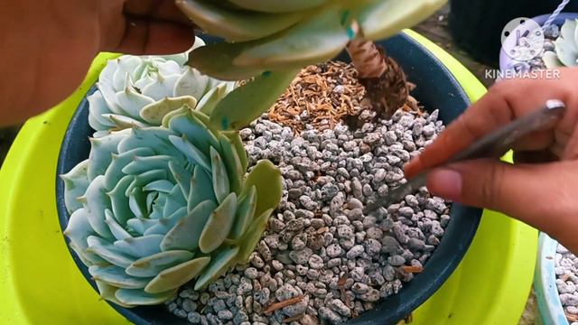 Reppoting Echeveria Lola in a big pot, I just put them together in one pot to save space! смотреть онлайн