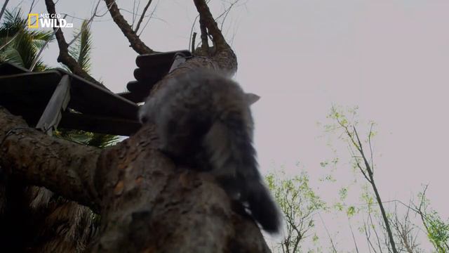 Кошачья душа 2017 смотреть онлайн