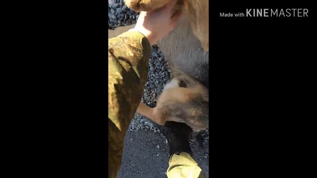 Собака заводит мотоцикл! смотреть онлайн