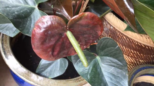 Purple ANTHURIUM Andraeanum смотреть онлайн