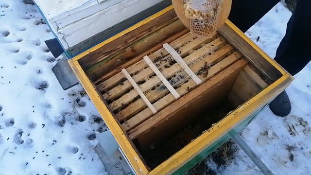 Ранний расплод Активные пчело семьи мои действия. смотреть онлайн