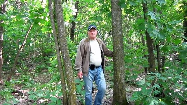 Грибы в лесу ищем смотреть онлайн