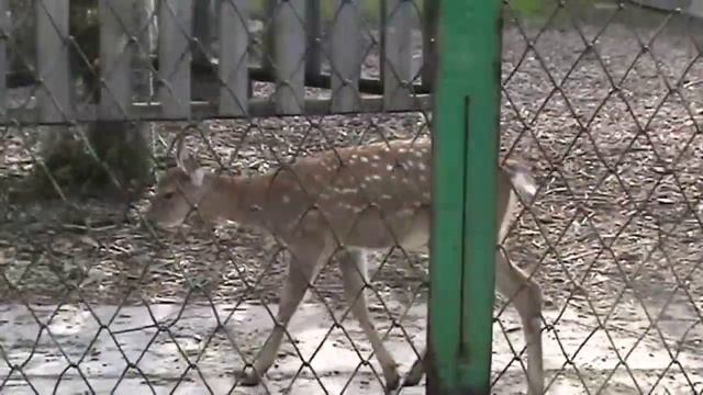 Зоопарк /Челябинск /хладнокровные /рептилии/ волк/ тигр/ Часть 2 смотреть онлайн