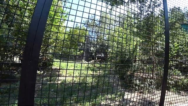 ЯЛТИНСКИЙ ЗООПАРК | ЗООПАРК СКАЗКА В ЯЛТЕ | ЯЛТА 2020 смотреть онлайн