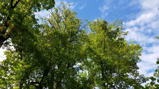 Люблю я лес. Люблю природу Я. смотреть онлайн