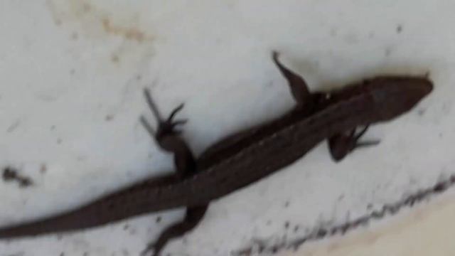 Хранение зимой моркови на грядке теплица серная шашка ящерицы смотреть онлайн