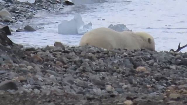 First Recorded Video of a Polar Bear Hunting an Adult Caribou смотреть онлайн