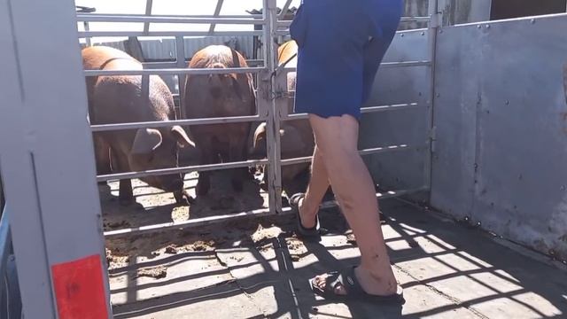 Выхода нет продаю поросят живым весом/Вес Дюрков в 9 месяцев смотреть онлайн