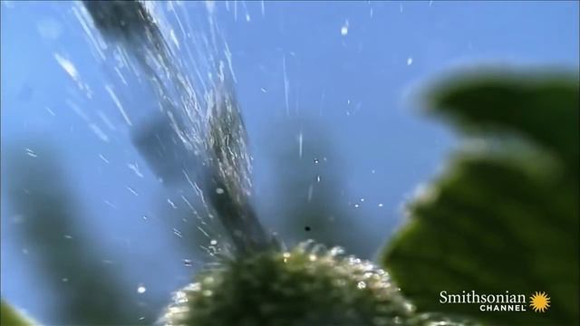 Бешенный огурец (Ecballium Elaterium)