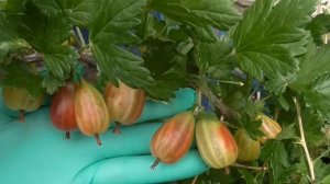 КСЕНИЯ  - ранний крыжовник с кучей достоинств!  .... и немного о смородине...