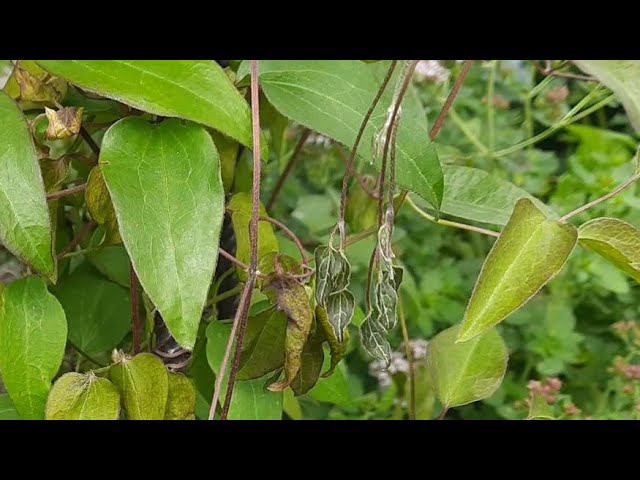 Клематисы. Вилт или не вилт...