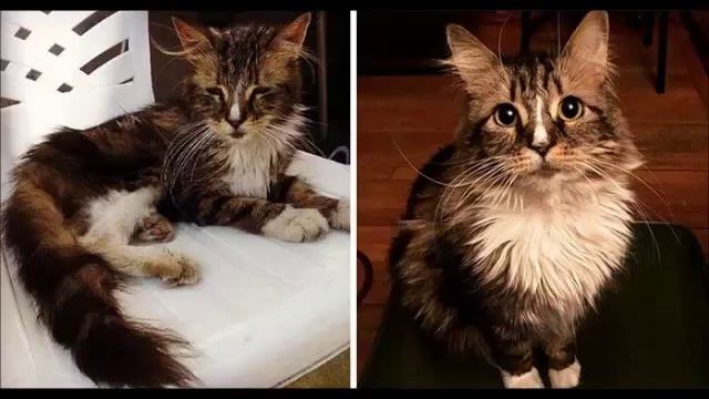 Преобразившиеся кошки и коты. Они попали в хорошие руки. смотреть онлайн