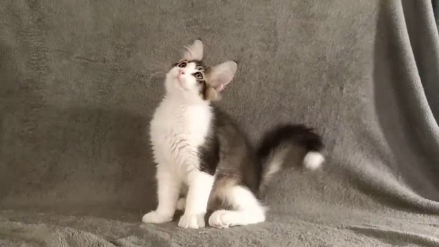 Мейн-кун котик Эверест, 3,5 месяца смотреть онлайн