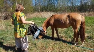 Приучение жеребёнка к звуковым раздражителям.