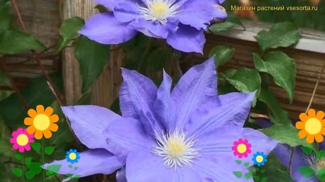 Клематис гибридный Х.Ф. Янг. Краткий обзор, описание характеристик Clematis H.F Young