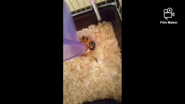 показывают как у моего хомячка в клетке🐹 смотреть онлайн