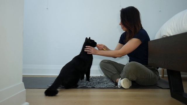 Successfully Brush Your Cat's Teeth With These Training Steps смотреть онлайн