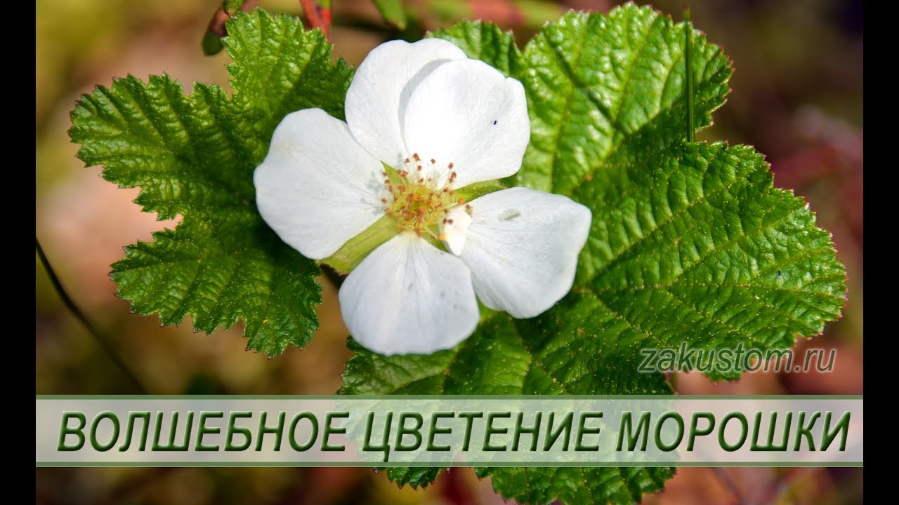 Цветение морошки - красота природы смотреть онлайн