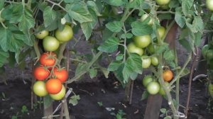 ТОМАТ ЯБЛОНЬКА РОССИИ   РАННЕСПЕЛЫЙ  ВЫСОКОУРОЖАЙНЫЙ  И ОЧЕНЬ ВКУСНЫЙ