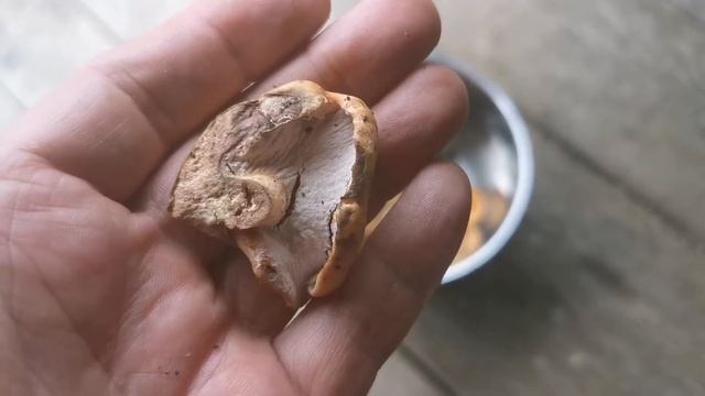 Are saffron milk caps without gills toxic? смотреть онлайн