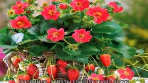 Ампельная клубника — уход и выращивание