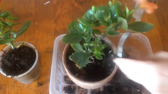 Каланхоэ. Три в одном. Пересадка отростков в один горшок. смотреть онлайн