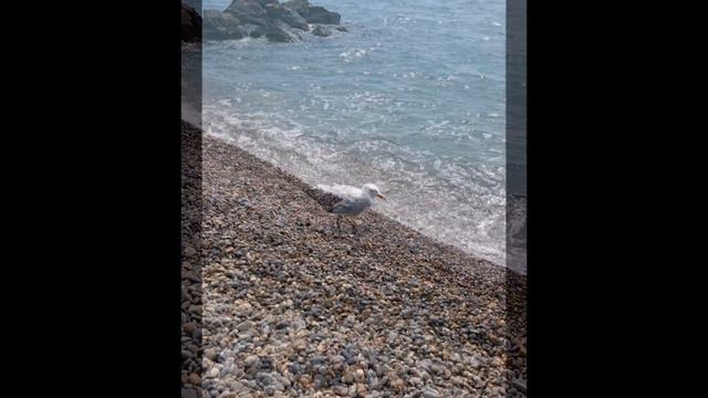 Карина Королева – Гембицкая, Пьеса «Прогулка». смотреть онлайн