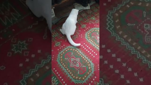 "Я стою на голове" Кувырок кота. Любимый кувырок котенка. Игривый котенок Бакс. смотреть онлайн