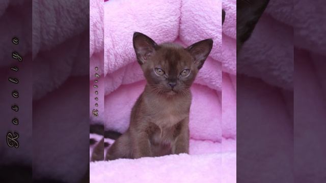 Соболиный бурманский котёнок Rosalia Freya Way*RU смотреть онлайн