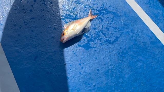 РЫБАЛКА в ЮЖНО-КИТАЙСКОМ МОРЕ | ЗАСТРЯЛИ ПОСРЕДИ ОКЕАНА | | ОСТРОВ ТИОМАН | МАЛАЙЗИЯ смотреть онлайн