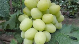 Дарья - виноград раннего срока созревания - Родословная Дарьи