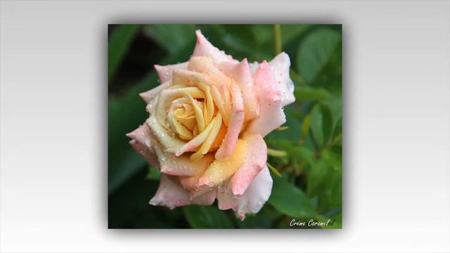 Creme Caramel Rose смотреть онлайн