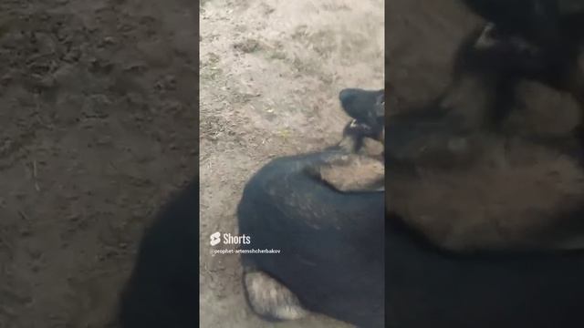 0.35.¥.DARICK.БЕГ.СЕБЯ. КУСАЕТ. × 413;.PROPHET. SHCHERBAKOV. ЩЕРБАКОВ АРТЕМ. DOG. СОБАКА.