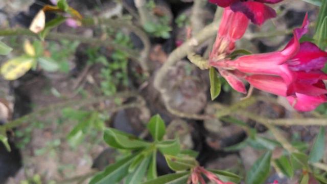 Adenium Collection 3 смотреть онлайн