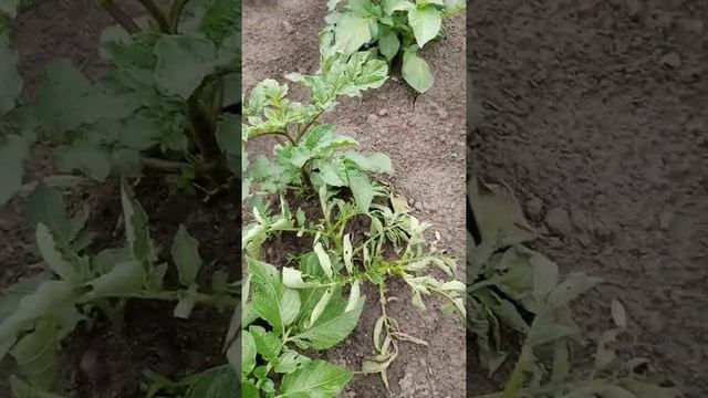 вянут картофельные плети. как бороться! смотреть онлайн